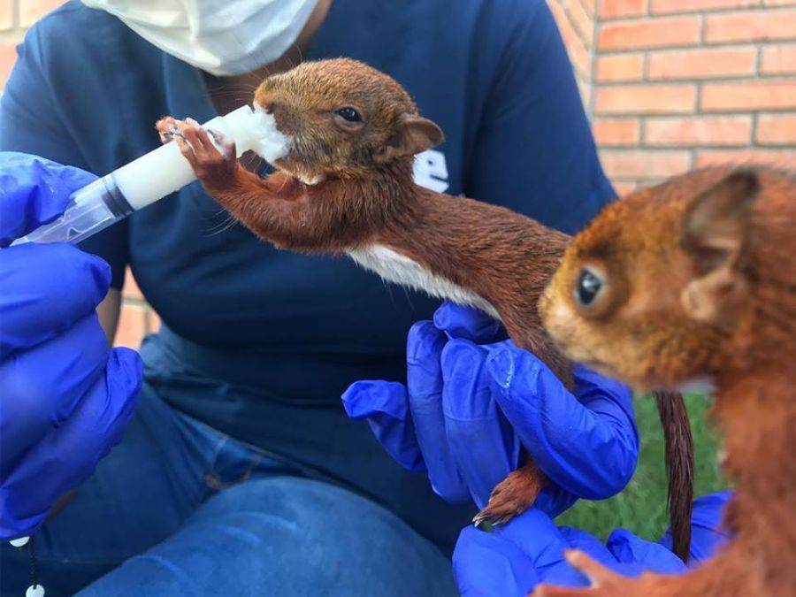 45494948_594475087635712_1336200914611994624_n - Fundación Hidrobiológica George Dahl