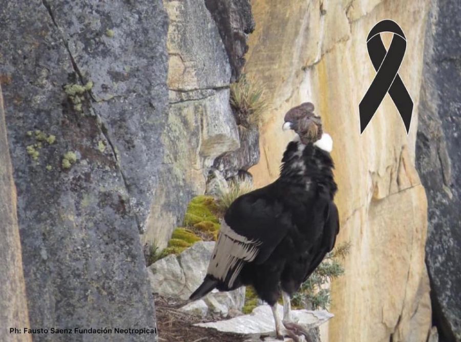 196078291_4080217065390077_8821581816593546164_n - Fundación Hidrobiológica George Dahl