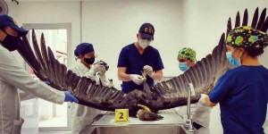 Medellin-condor - Fundación Hidrobiológica George Dahl