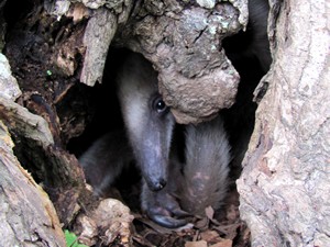 Distribución espacio temporal de las hormigas cazadoras - Fundación Hidrobiológica George Dahl