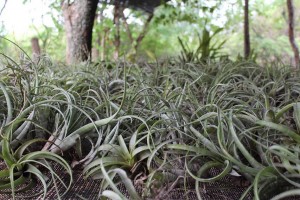 102402254_3054719931273134_460643167867921108_n - Fundación Hidrobiológica George Dahl