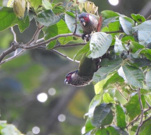 Corpocesar reportó dos nuevos registros de aves a la lista del #GlobalBigDay - Fundación Hidrobiológica George Dahl