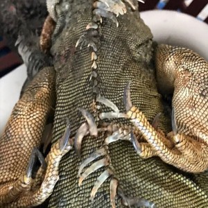 55575898_673489283067625_447897146885144576_n - Fundación Hidrobiológica George Dahl