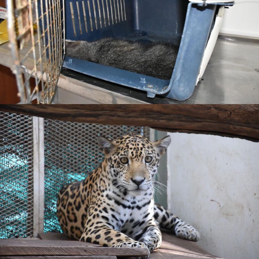 118774226_1048591152224101_1395482493295769650_o - Fundación Hidrobiológica George Dahl