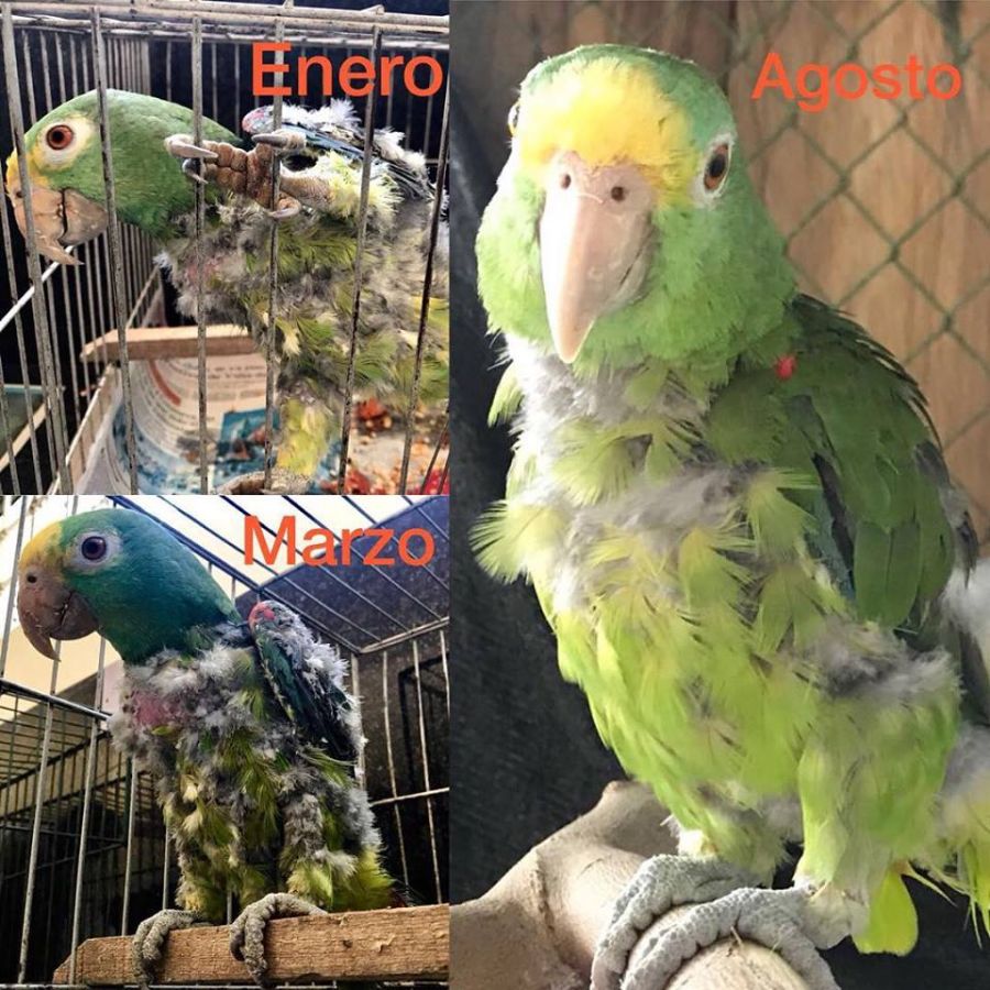 40436340_562040407545847_6939089789236805632_n - Fundación Hidrobiológica George Dahl