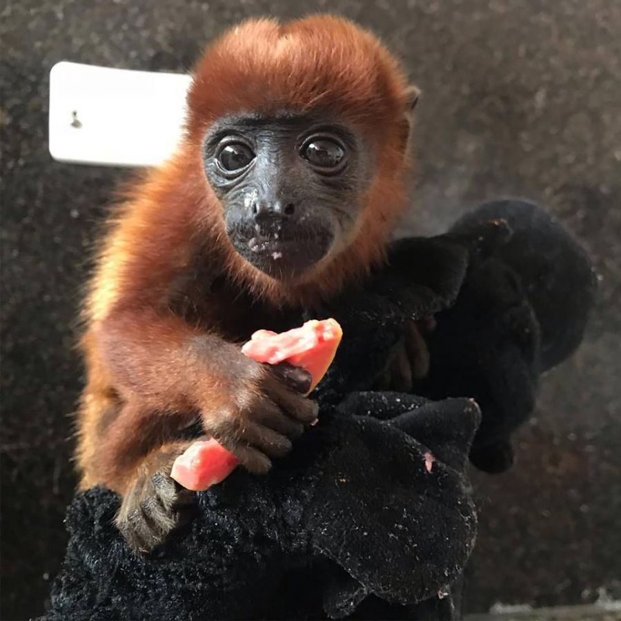 52944659_656770938072793_8015515886192427008_n - Fundación Hidrobiológica George Dahl