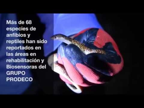 Monitoreo herpetología Prodeco - Fundación Hidrobiológica George Dahl