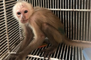 Mono que iba a ser vendido sin dientes y con heridas por cadena fue incautado en el Cesar - Fundación Hidrobiológica George Dahl