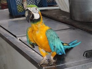 RESULTADOS DE OPERATIVOS DE CONTROL DE FAUNA SILVESTRE A RESTAURANTES - Fundación Hidrobiológica George Dahl