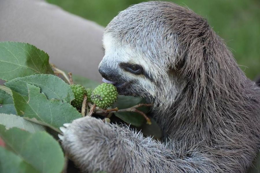 52432290_658310524585501_5354802960788357120_n (1) - Fundación Hidrobiológica George Dahl