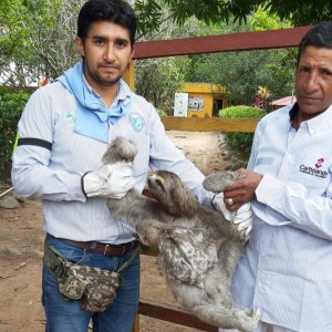 RESCATE DE OSO PEREZOSA Y SU CRIA - Fundación Hidrobiológica George Dahl