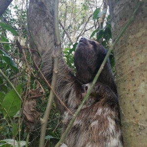 83788734_2752022438209553_5146547744726319104_o - Fundación Hidrobiológica George Dahl