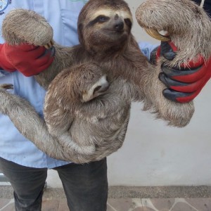 84597270_2752022178209579_1364385705484091392_n - Fundación Hidrobiológica George Dahl