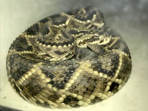 Serpientes Cascabel rescatadas en el Cesar, ahora servirán para la producción de Suero Antiofídico - Fundación Hidrobiológica George Dahl