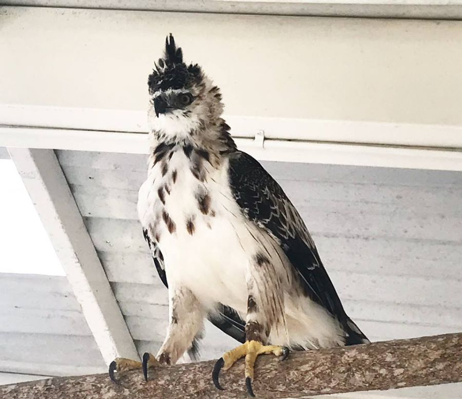 35102494_489217644828124_2078927371431313408_n - Fundación Hidrobiológica George Dahl