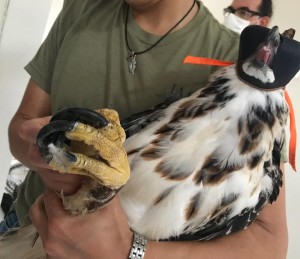 35134089_489217598161462_1356176240570007552_n - Fundación Hidrobiológica George Dahl