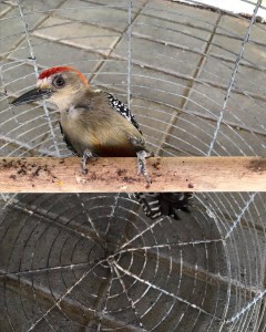 RESCATE DE AVE BARRIO NANDO MARIN - Fundación Hidrobiológica George Dahl