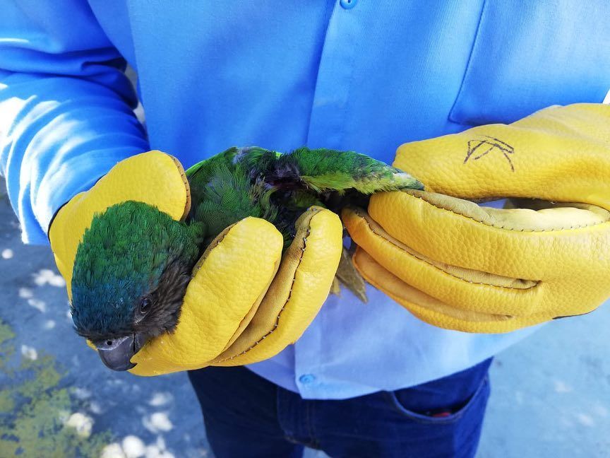 56189904_677876992628854_7823185296467427328_n - Fundación Hidrobiológica George Dahl