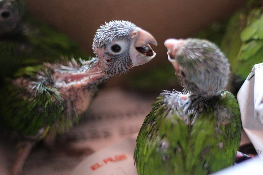 50223094_632302543852966_4259150442732191744_n - Fundación Hidrobiológica George Dahl