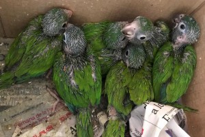 49290884_632302567186297_6934578239624970240_n - Fundación Hidrobiológica George Dahl