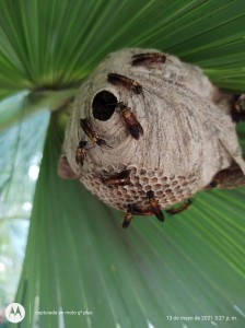 187041035_1227434001006481_2869480003105856385_n - Fundación Hidrobiológica George Dahl
