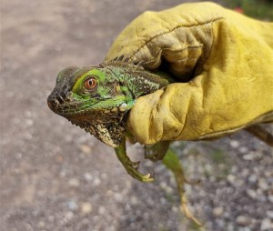 183841023_1224972827919265_8171960273095208202_n - Fundación Hidrobiológica George Dahl