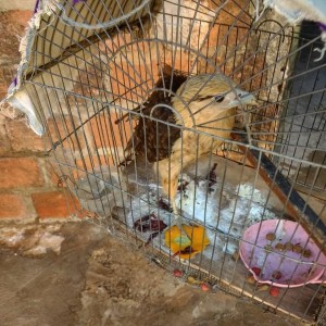 NIÑOS EN VALLEDUPAR RESCATAN PIGUA - Fundación Hidrobiológica George Dahl