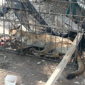 52890026_657929041290316_1212064174935375872_n - Fundación Hidrobiológica George Dahl