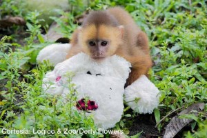 #SabíasQué  de los monos bebes - Fundación Hidrobiológica George Dahl