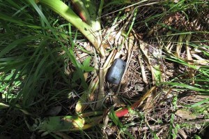 38802790_542103972872824_2660700543013355520_n - Fundación Hidrobiológica George Dahl